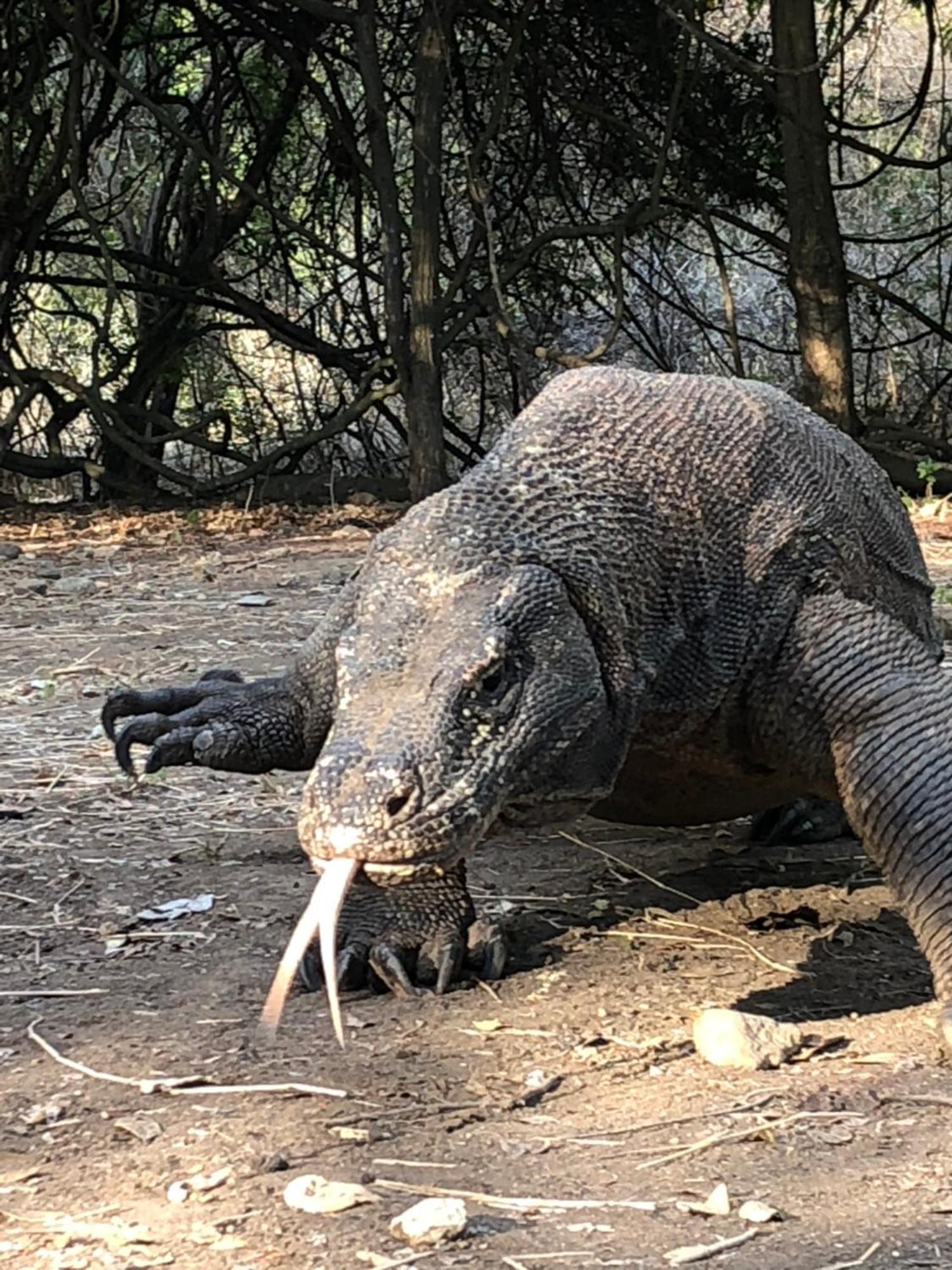Dua Putri Komodo Homestay Buitenkant foto