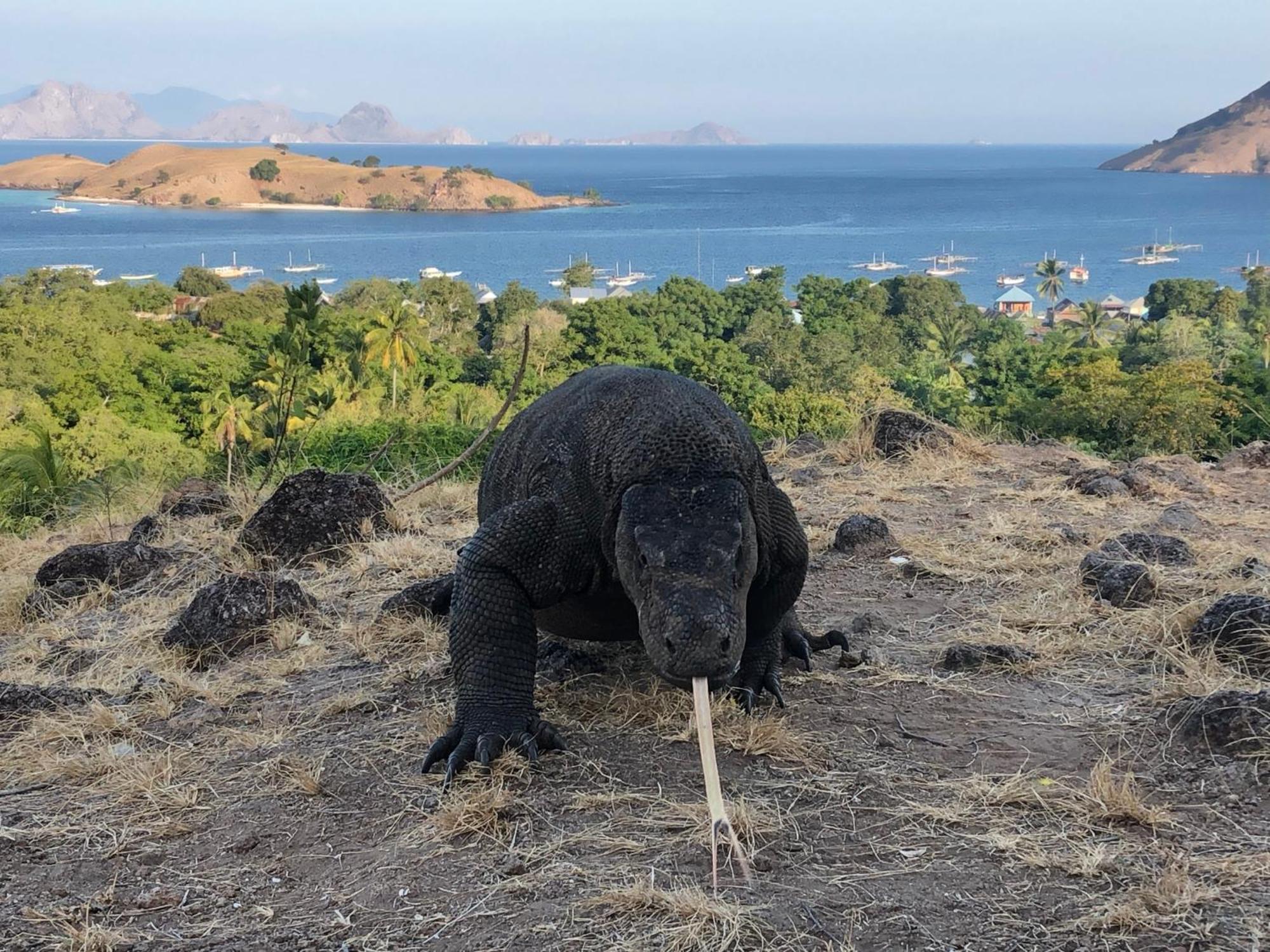 Dua Putri Komodo Homestay Buitenkant foto